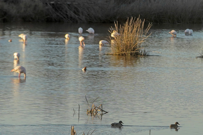 Aves acuáticas en humedales en el Día Mundial de las Aves. / EDUARDO BRIONES