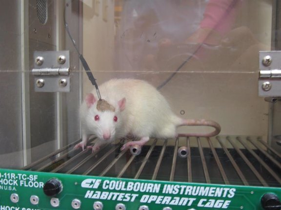 Ratón de laboratorio. /JORGE MUÑIZ