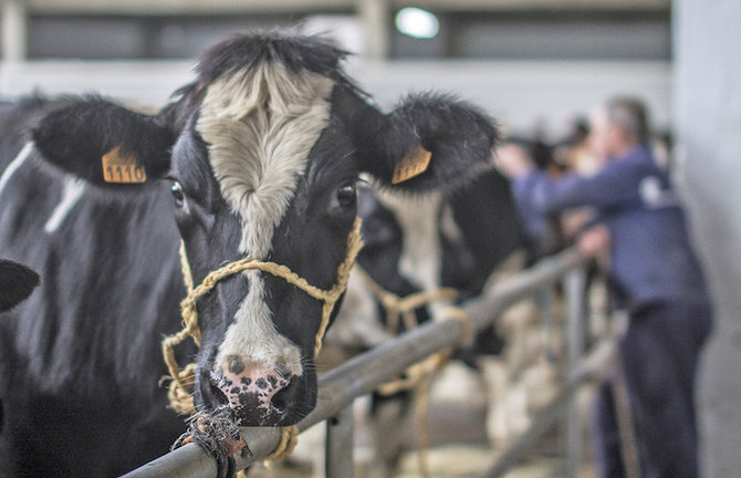 Más de 1.000 cabezas de ganado han muerto en Cantabria a causa de la enfermedad hemorrágica epizoótica. / alerta