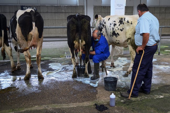 Ordeñando a una vaca en el Mercado de Ganados. / Alerta