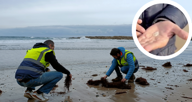 Técnicos rastreando la playa de Pechón para comprobar la presencia de pellets.