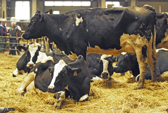 Feria de ganado en Torrelavega. / Alerta