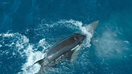 Fragmento del vídeo en el que la orca ataca al tiburón. / National Geographic
