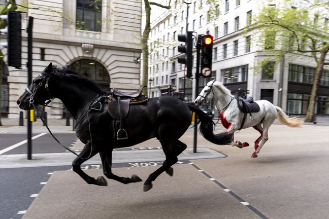 Dos caballos desbocados por las calles de Londres. / Jordan Pettitt