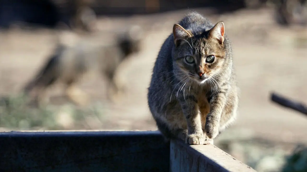 ejemplar-gato-callejero-los-alrededores-del-parc-ciutadella-1527766698476
