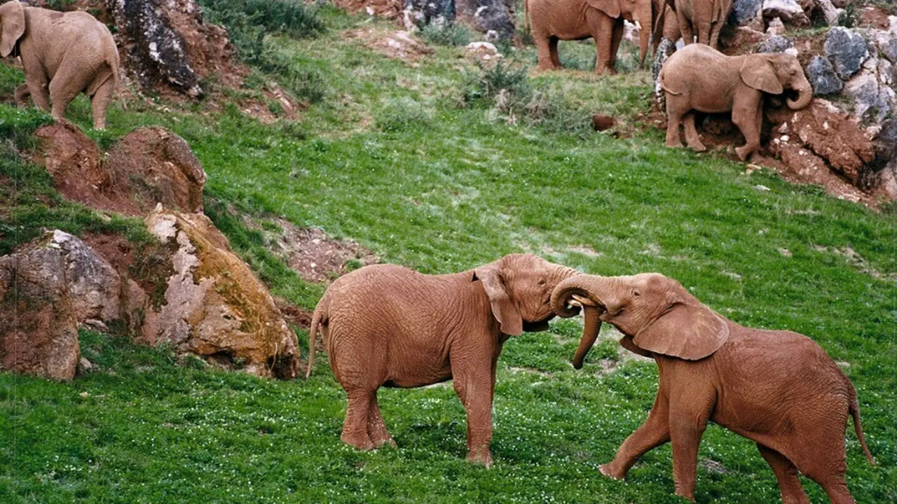 Varios elefantes en el Parque Natural de Cab&aacute;rceno. / ALERTA / ARCHIVO