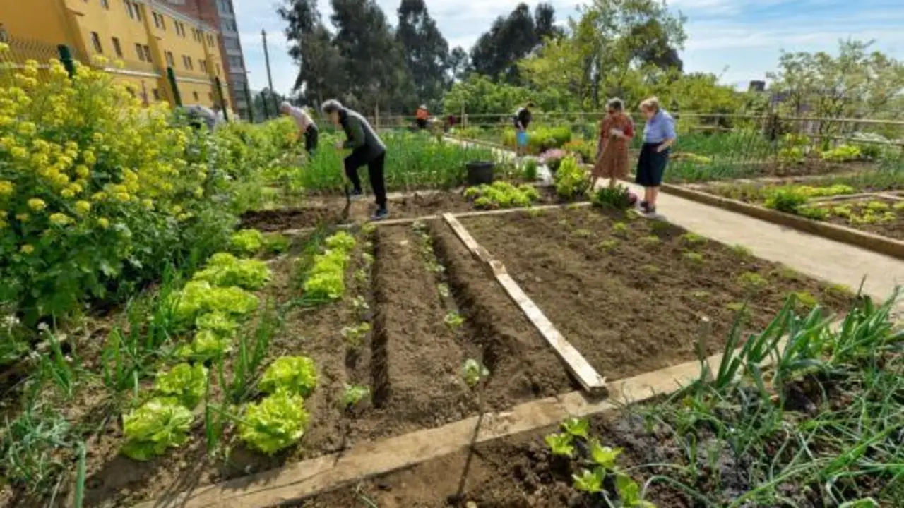 Se trata de las 116 parcelas distribuidas en la Finca Altamira, Duque de Ahumada, Concepci&oacute;n Arenal y El Alisal y lo har&aacute;n siguiendo los protocolos y medidas impuestas por el Ministerio de Sanidad.