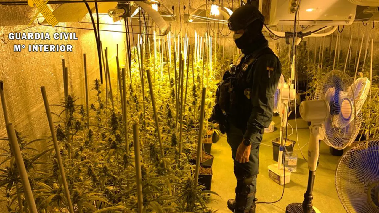 La Guardia Civil ha desmantelado en una casa de Cabez&oacute;n de la Sal una plantaci&oacute;n de marihuana interior con 1.000 plantas.