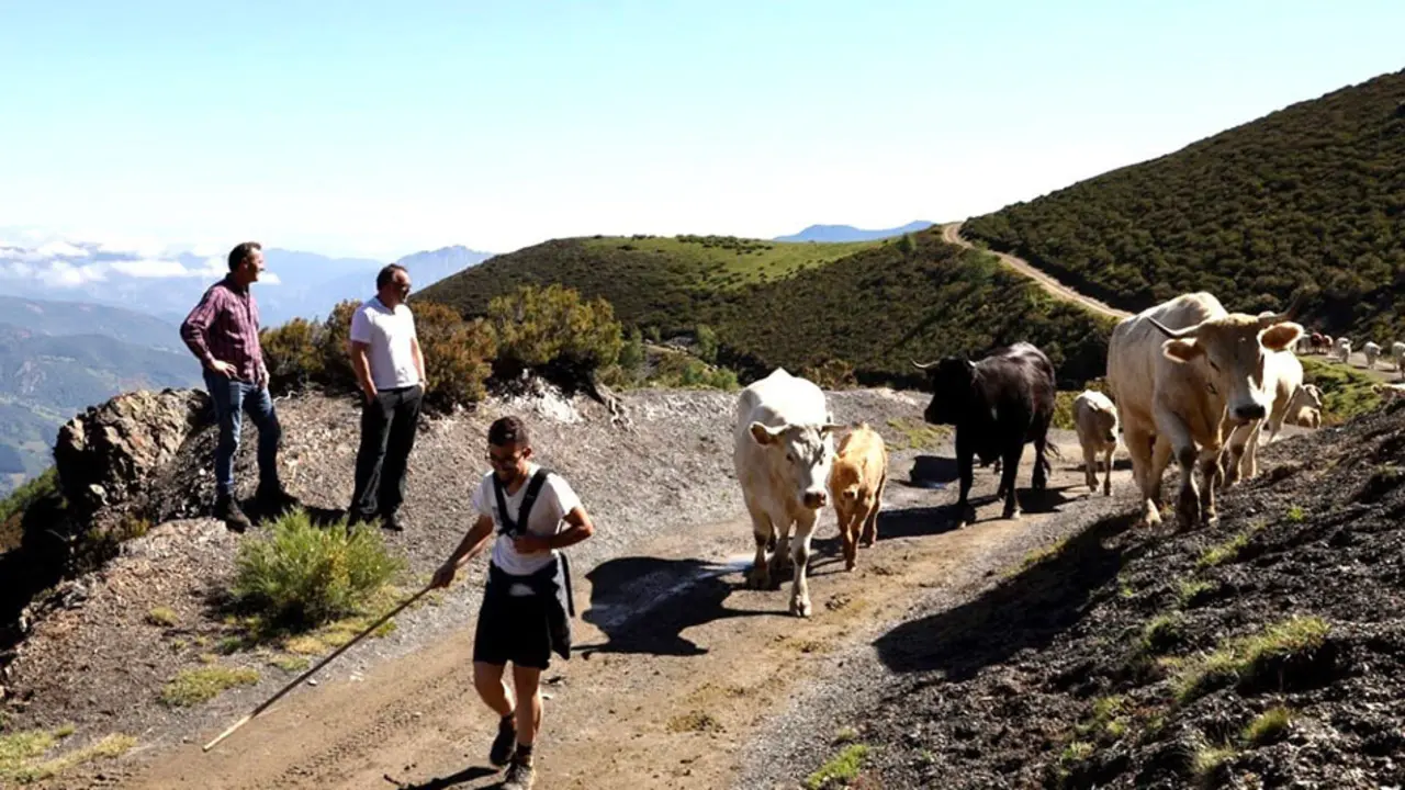 Ganader&iacute;a Liebana.