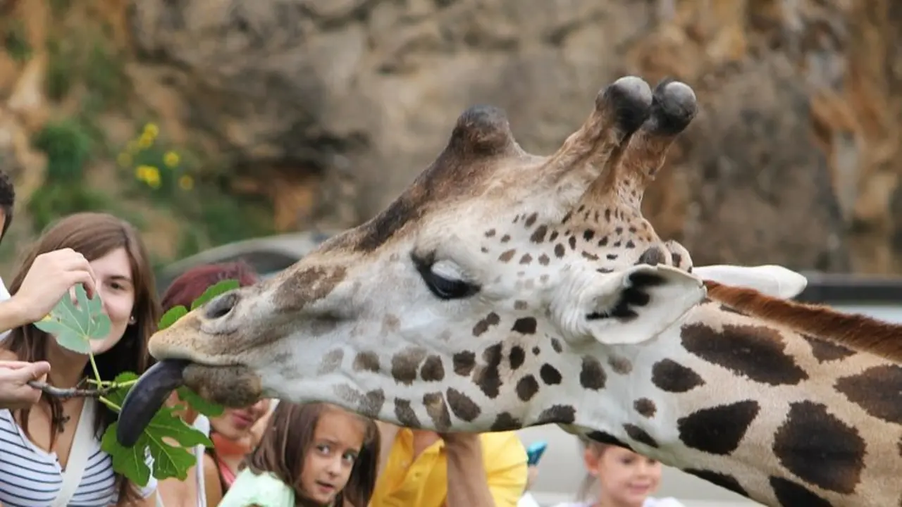 Varias personas disfrutan con la presencia de una jirafa en el Parque Natural de Cab&aacute;rceno. / S.D.