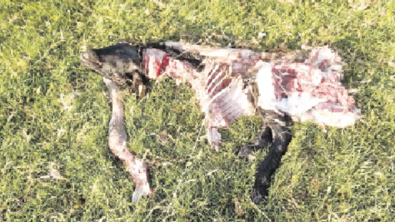 Restos de una de las ovejas devoradas por los lobos. / Saja