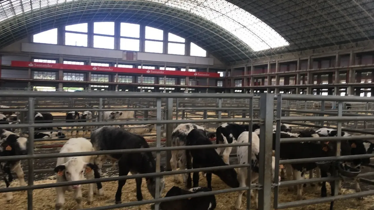 Mercado de Ganados de Torrelavega. / S.D.