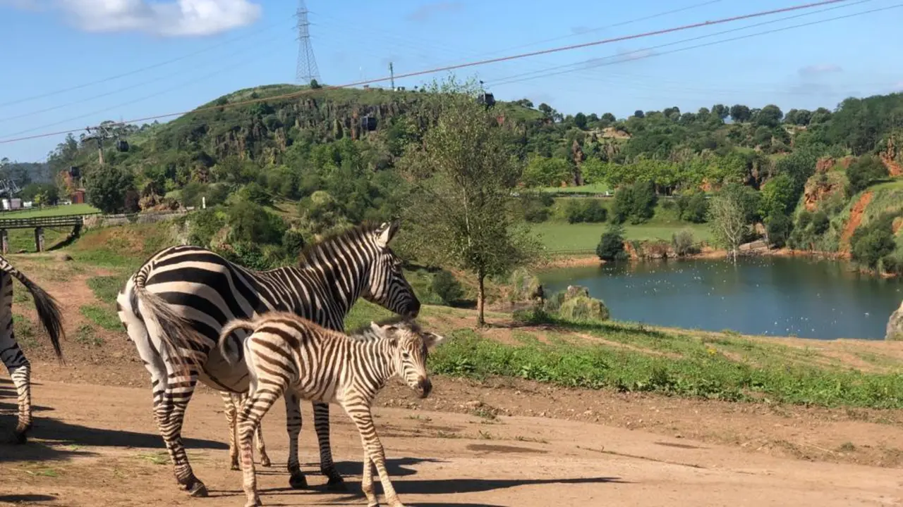 El ejemplar de cebra nacido en el parque natural de Cab&aacute;rceno.