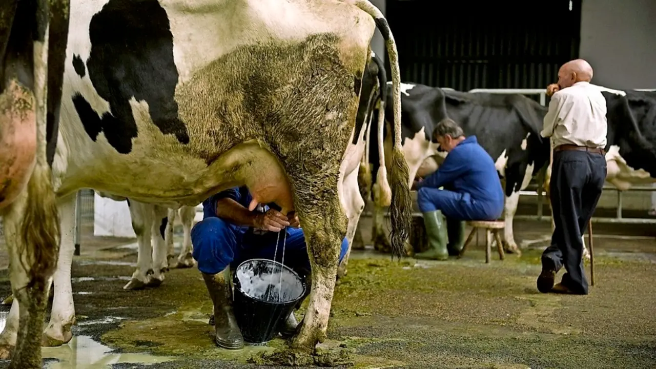 Orde&ntilde;o de vacas en el ferial de Torrelavega. / alerta-archivo-jorge ayll&oacute;n