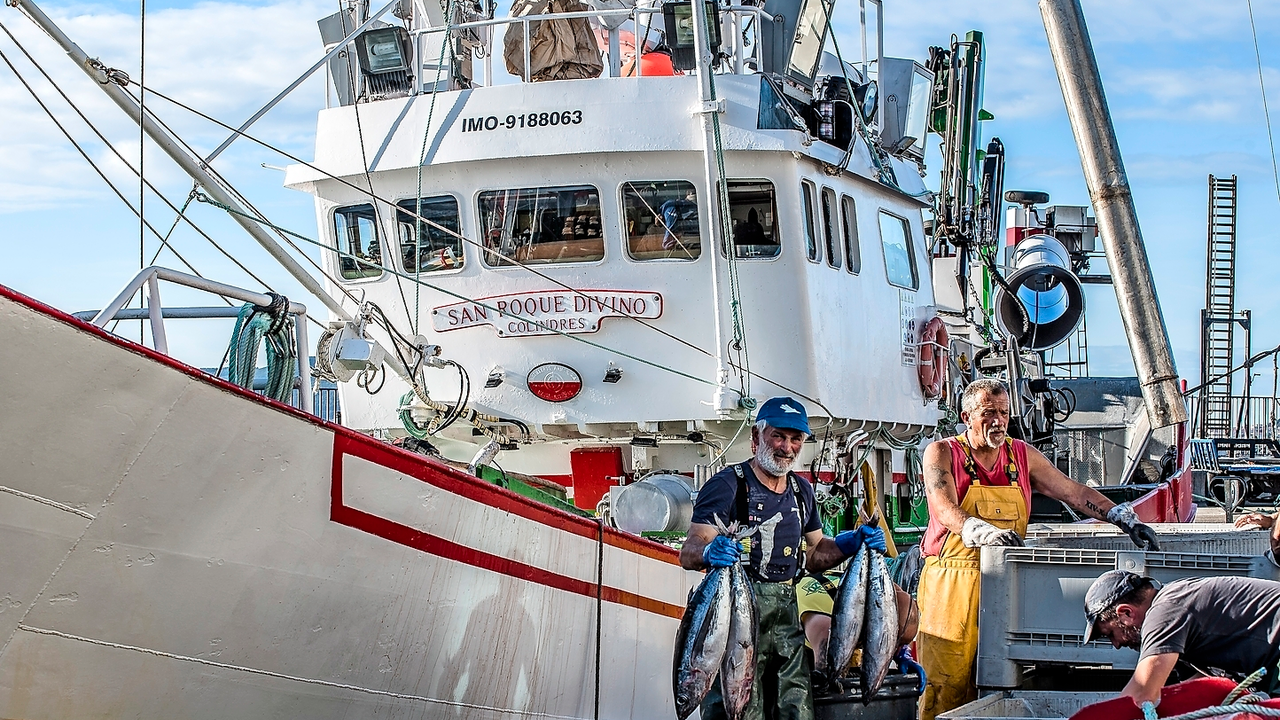 Pescadores de bonito en el puerto de Laredo. / To&ntilde;o Reguera