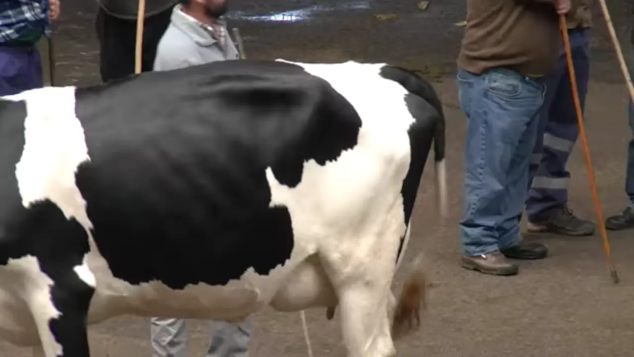 Feria de Ganado de Torrelavega.