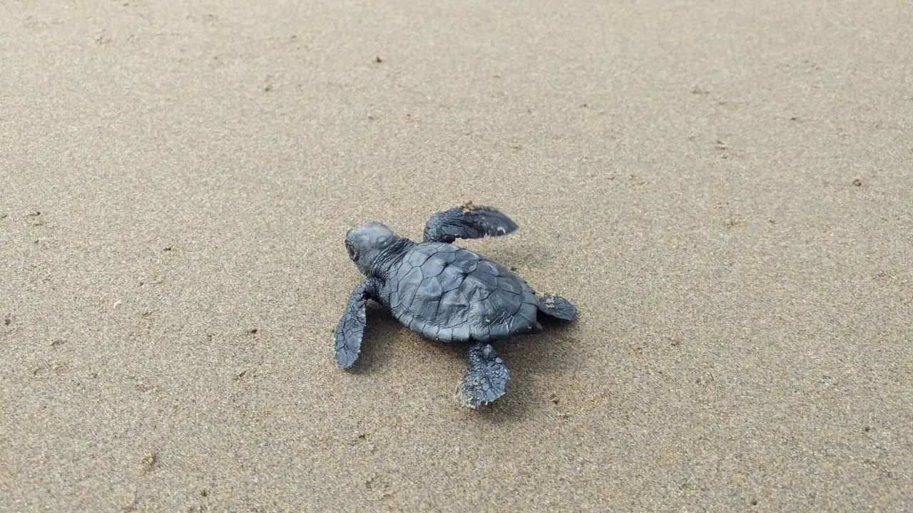 Cr&iacute;a de tortuga boba