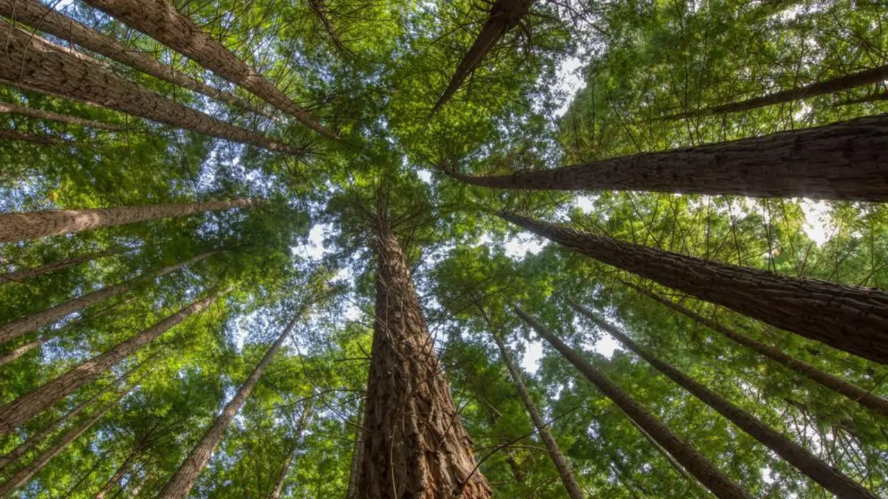 Bosque de secuoyas en Cabez&oacute;n de la Sal. / A.E.