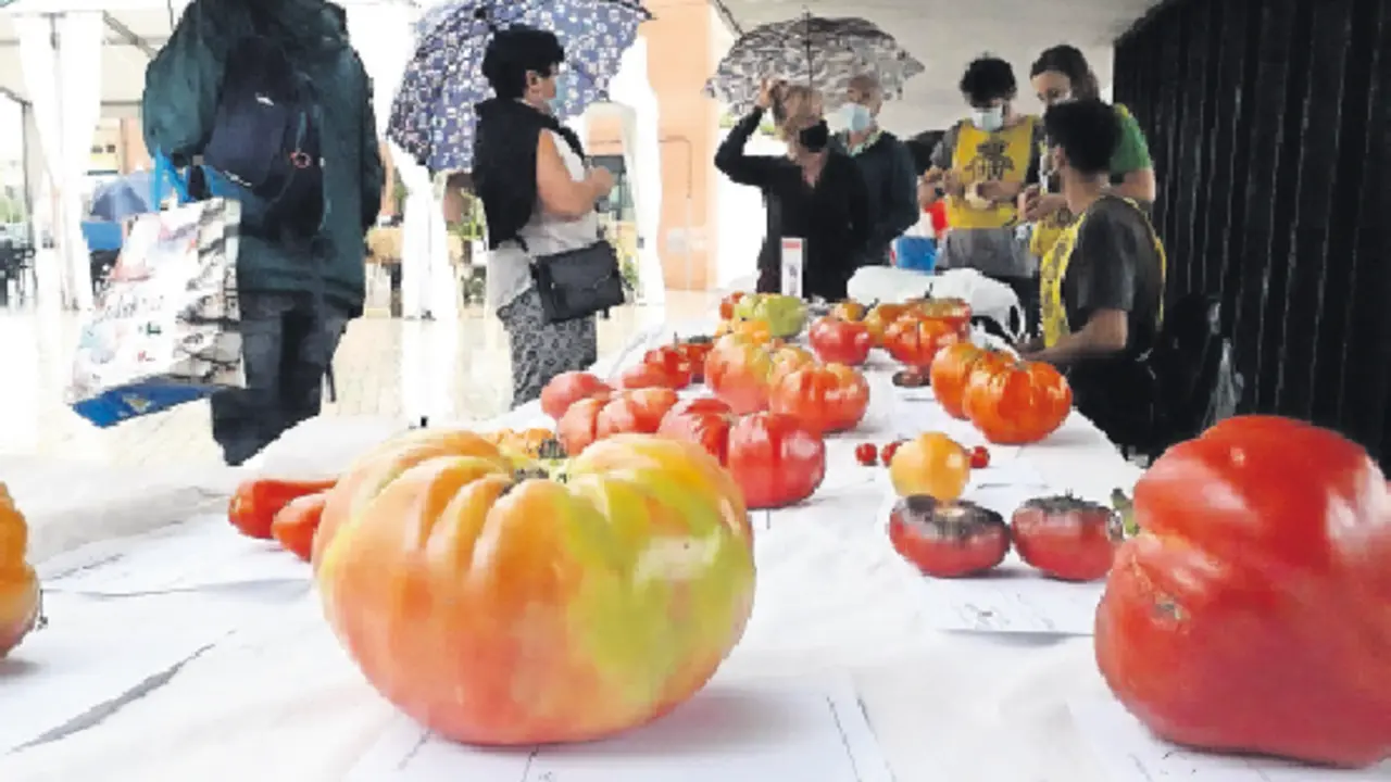 Algunos de los ejemplares de tomate presentes en la feria. / Alerta