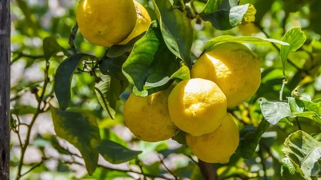 lemons-1620330_640