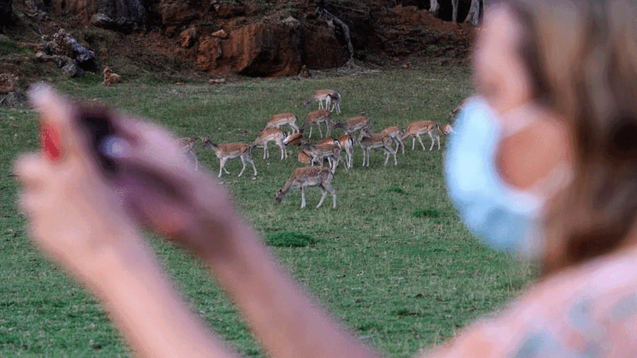 Una visitante hace fotos frente a un grupo de gamos durante "Cab&aacute;rceno Edici&oacute;n Limitada", una visita nocturna guiada al Parque de la Naturaleza de Cab&aacute;rceno en Cantabria. La nueva propuesta lanzada por la empresa p&uacute;blica Cantur para visitar el Parque de noche con un m&aacute;ximo de seis personas con gu&iacute;a se ofrece coincidiendo con el rito de cortejo de los ciervos (la "berrea") y el de los gamos (la "ronca"). EFE/ Pedro Puente Hoyos