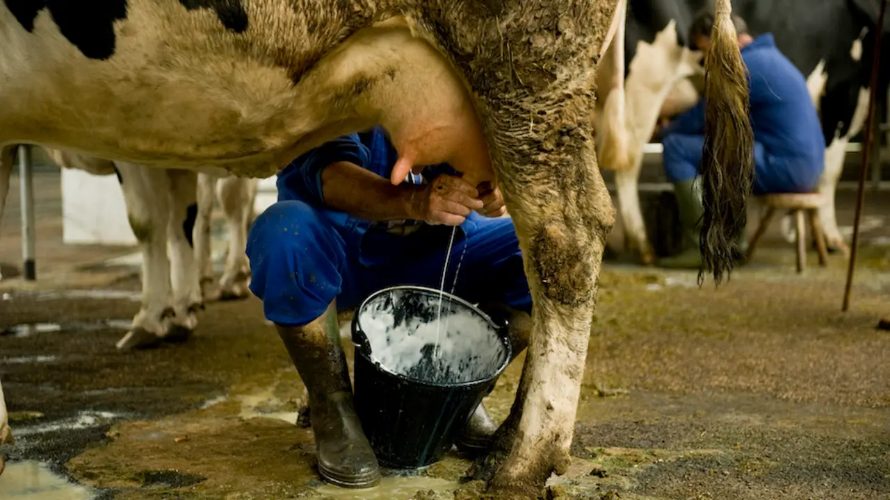 Dos ganaderos orde&ntilde;an las vacas en el Mercado Nacional de Ganados de Torrealega. / S.D.