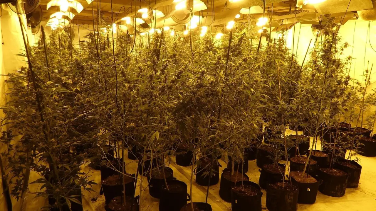 Desarticulado un grupo criminal especializado en el cultivo de marihuana en Tarragona