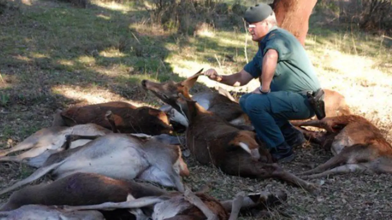 Los furtivos hacen mucho da&ntilde;o a nuestra fauna. / ARCHIVO / SEPRONA #062.  electr&oacute;nicoseprona@guardiacivil.org