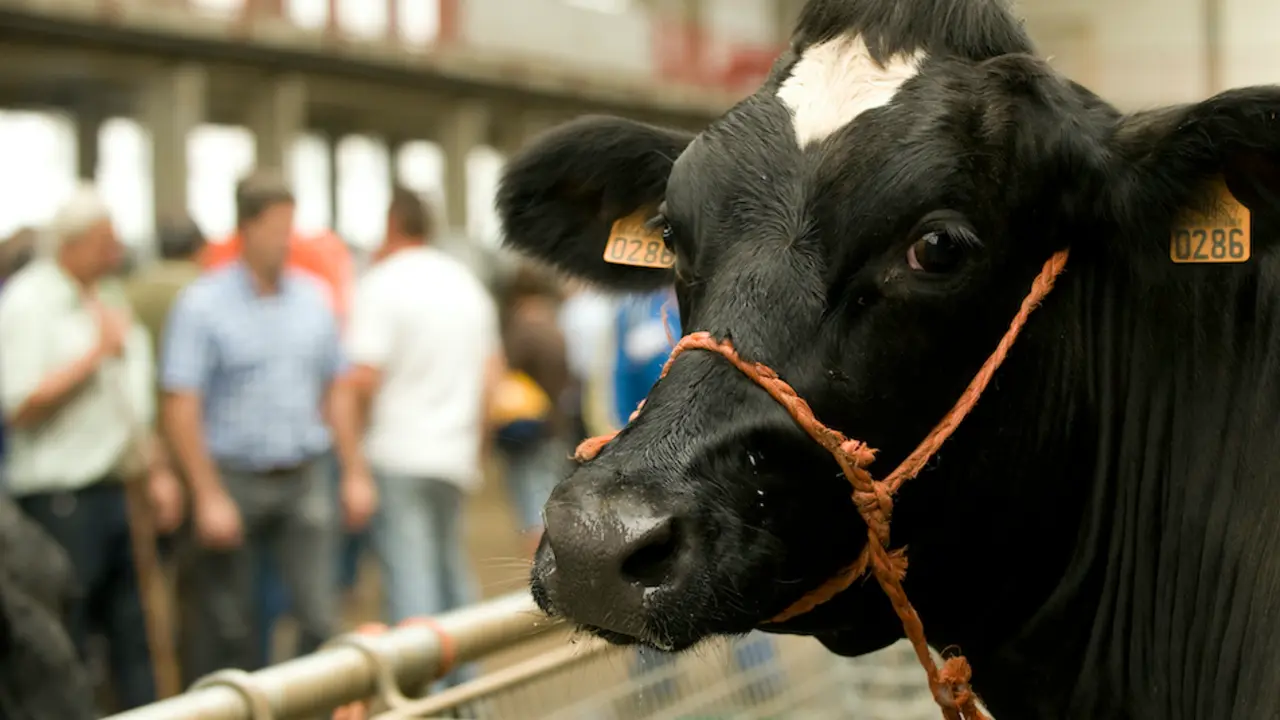 Una vaca observa al c&aacute;mara en la Feria de Ganados de Torrelavega. / ALERTA