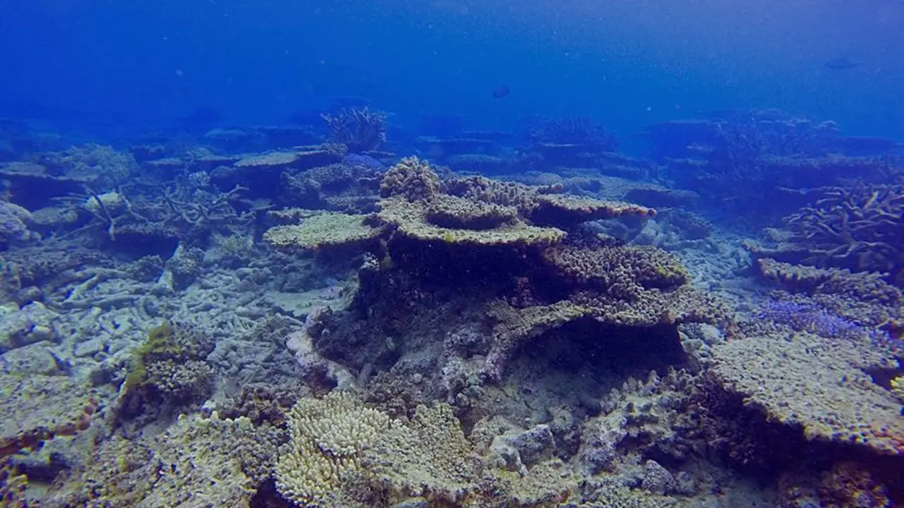 Foto cedida sin fechar de la Gran Barrera de Coral australiana. La Gran Barrera de Coral, que se extiende a lo largo de 2.300 kil&oacute;metros frente a las costas del noreste de Australia, perdi&oacute; m&aacute;s de la mitad de sus corales desde 1995 a ra&iacute;z del calentamiento de las aguas originados por el cambio clim&aacute;tico, seg&uacute;n un estudio publicado este mi&eacute;rcoles. EFE/Andreas Dietzel