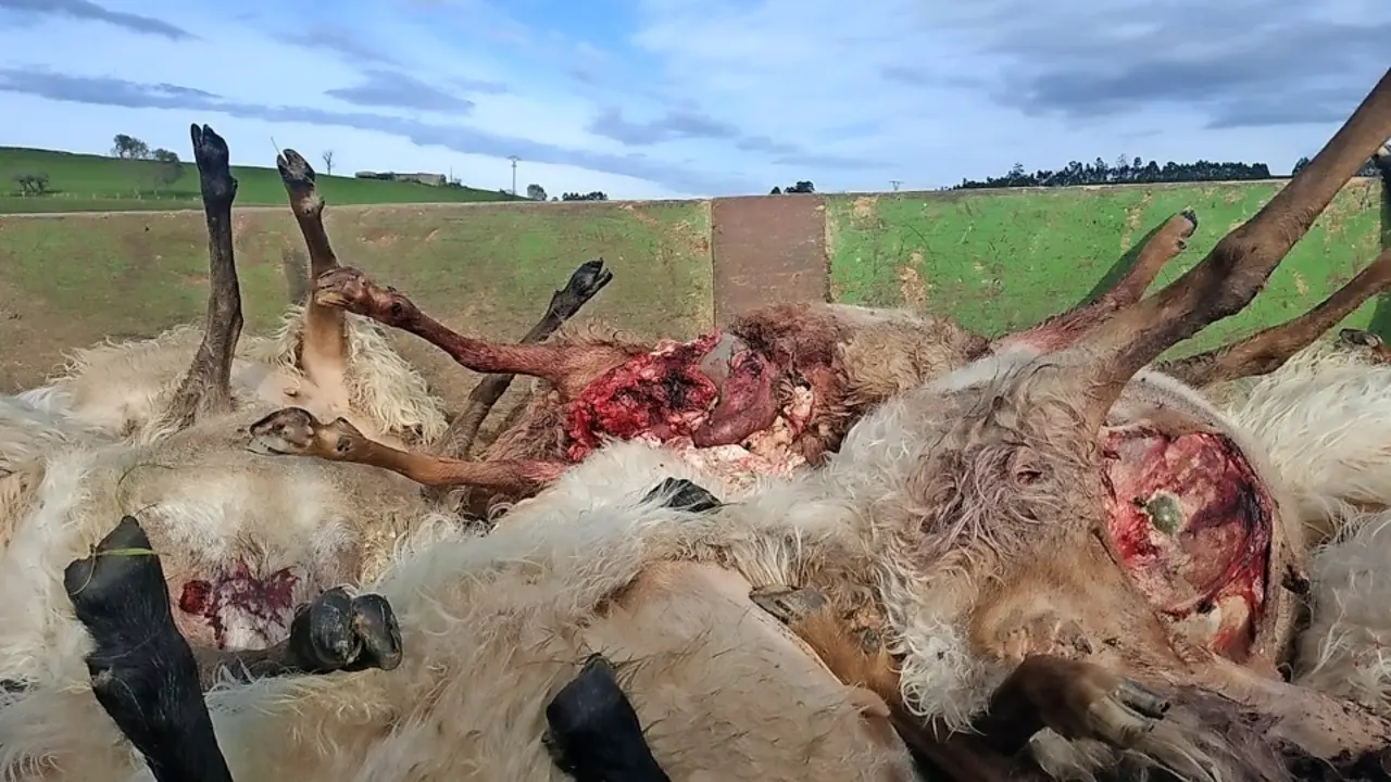 Varias de las ovejas muertas por los lobos apiladas en un cami&oacute;n. / Alerta