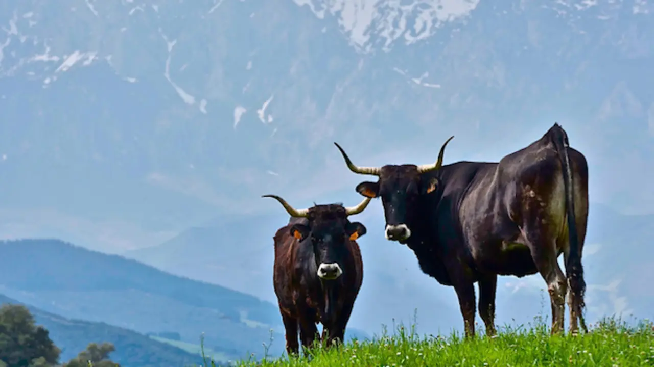 Dos vacas tudancas pastan en la regi&oacute;n c&aacute;ntabra. / ALERTA