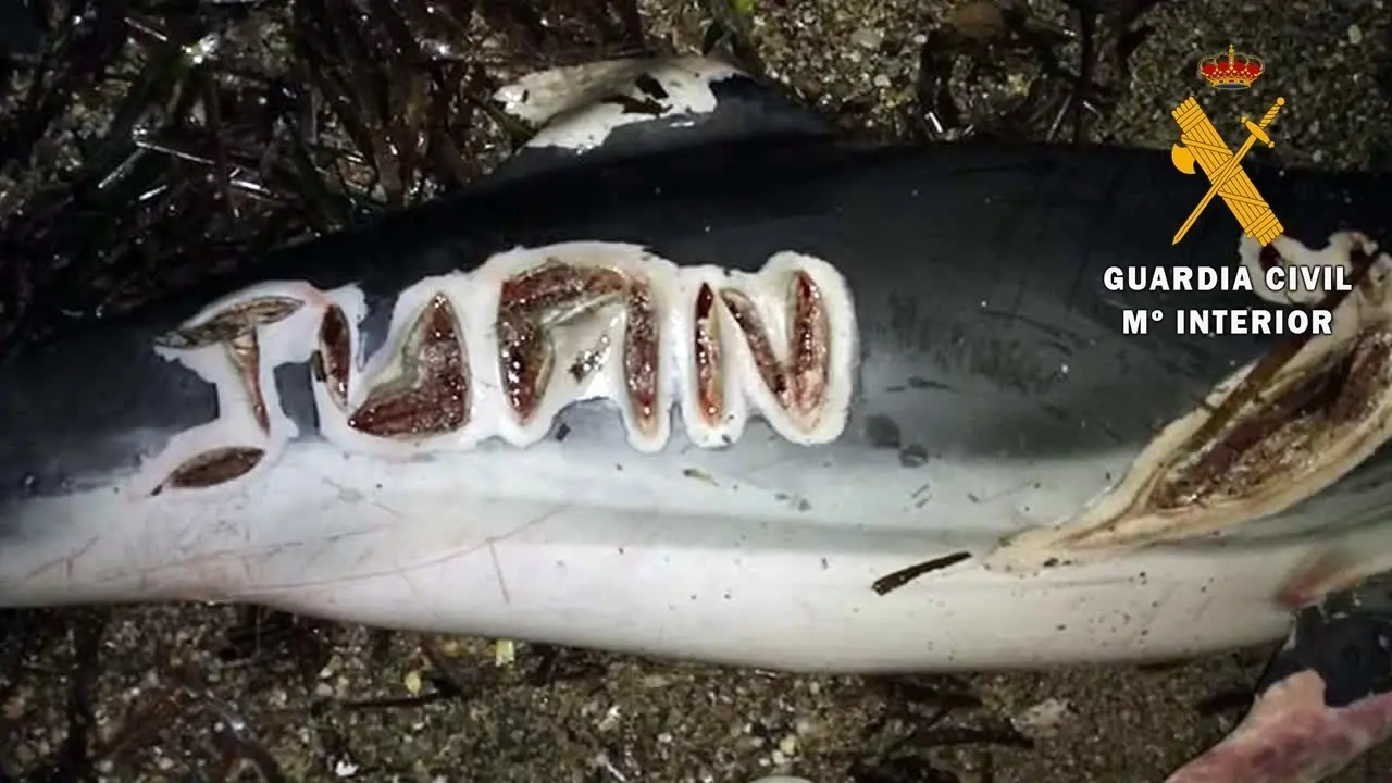 Uno de los delfines encontrados