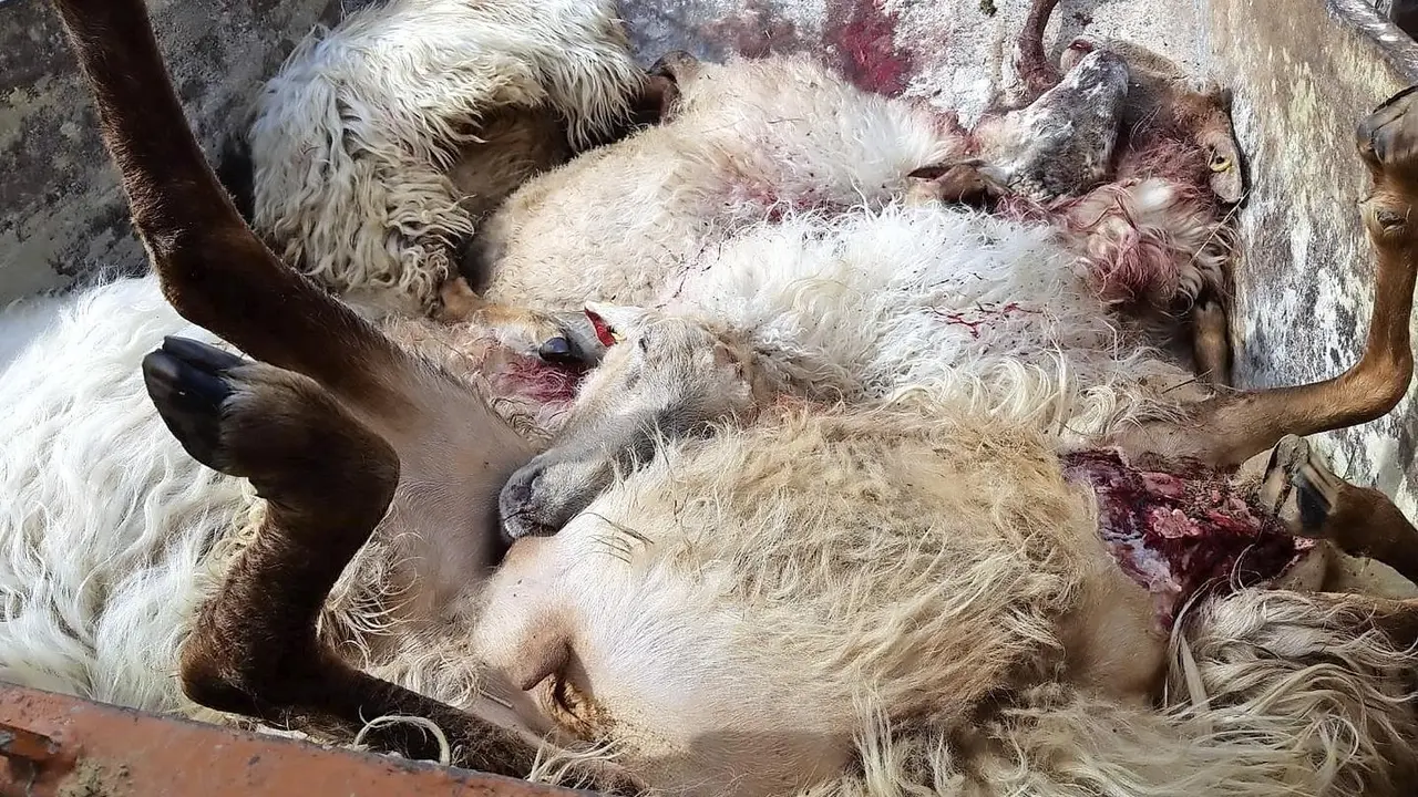 Un cami&oacute;n cargado con las ovejas muertas. / Saja