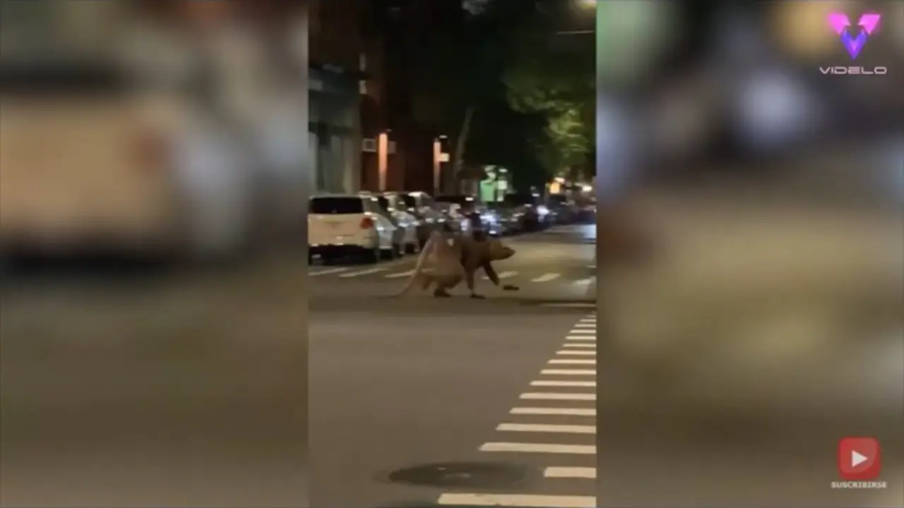 Filman a un hombre disfrazado de rata cruzando una calle en Nueva York - YOUTUBE/VIDELO