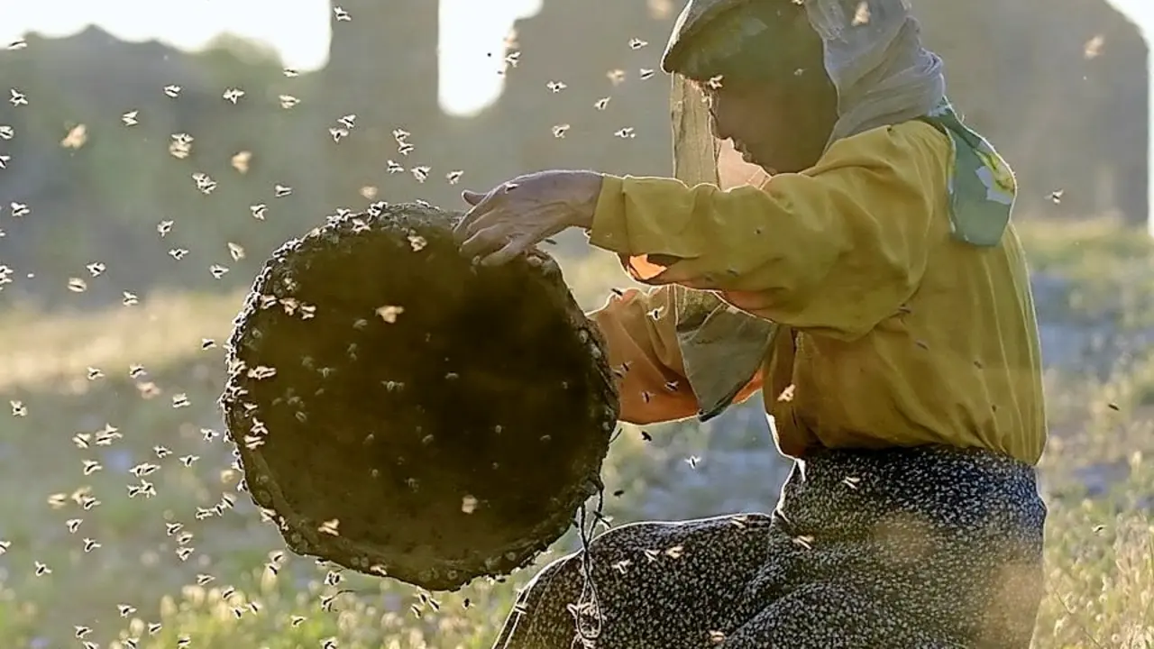 Escena de &lsquo;Honeyland&rsquo; que se podr&aacute; ver el s&aacute;bado 28. / ALERTA