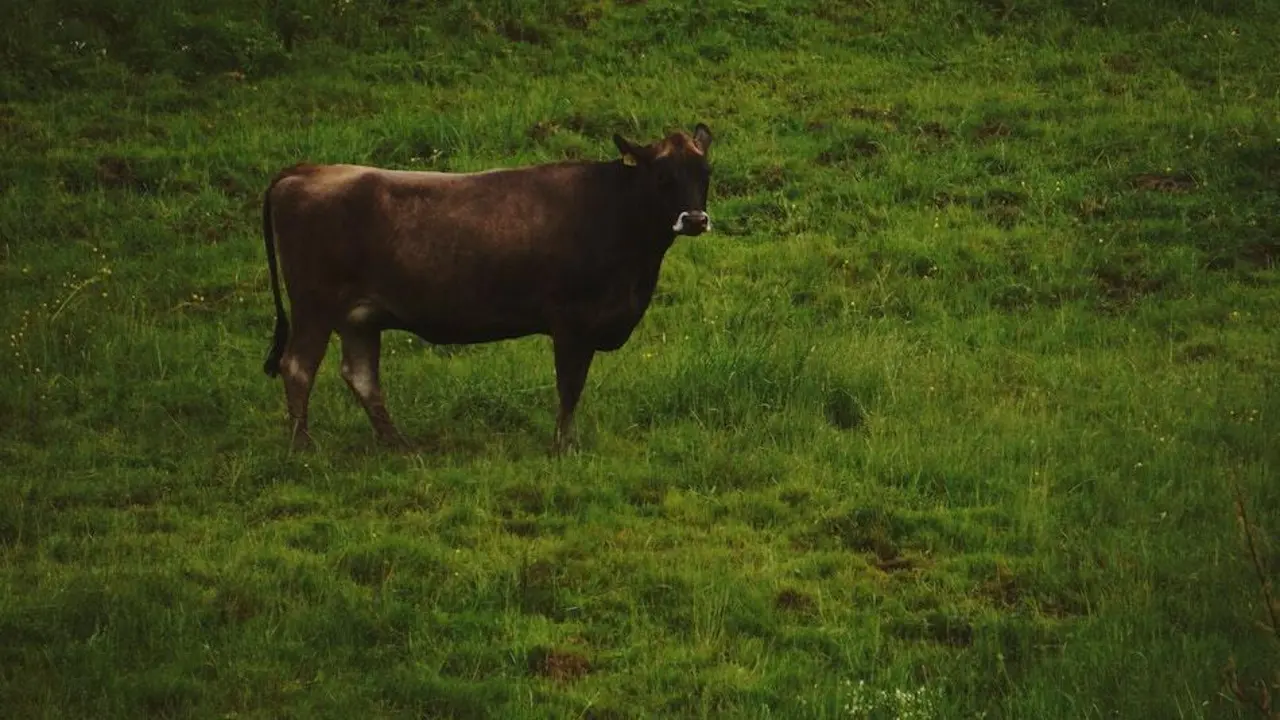 vacas