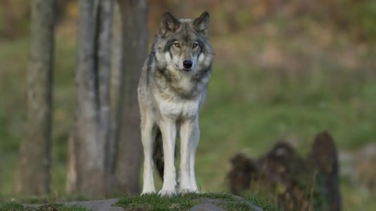 lobo-k0WC--620x349@abc