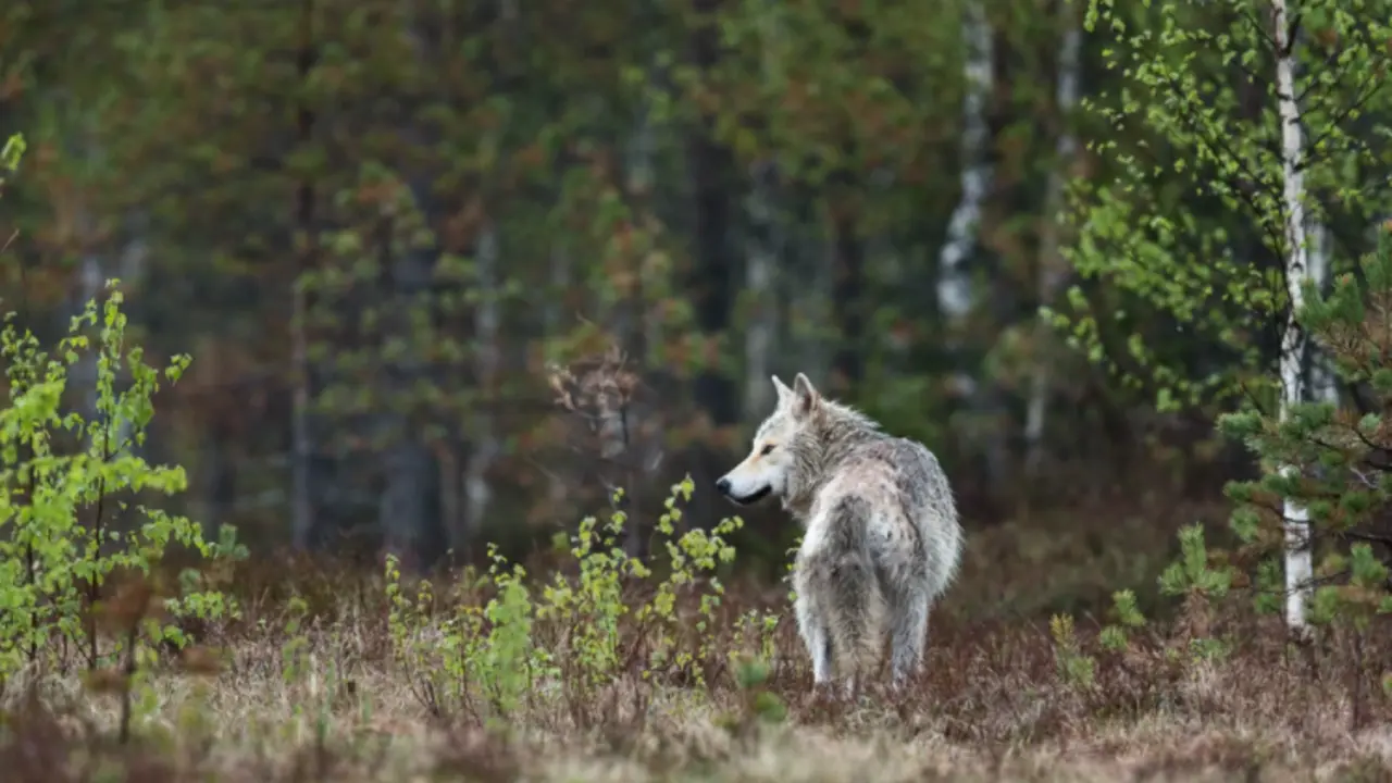 Vista de un lobo ib&eacute;rico