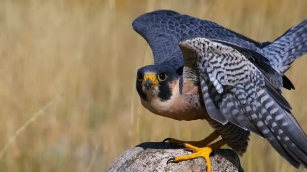 Halc&oacute;n_peregrino_2-&copy;Don-Mammoser-shutterstock_225563179-569x427