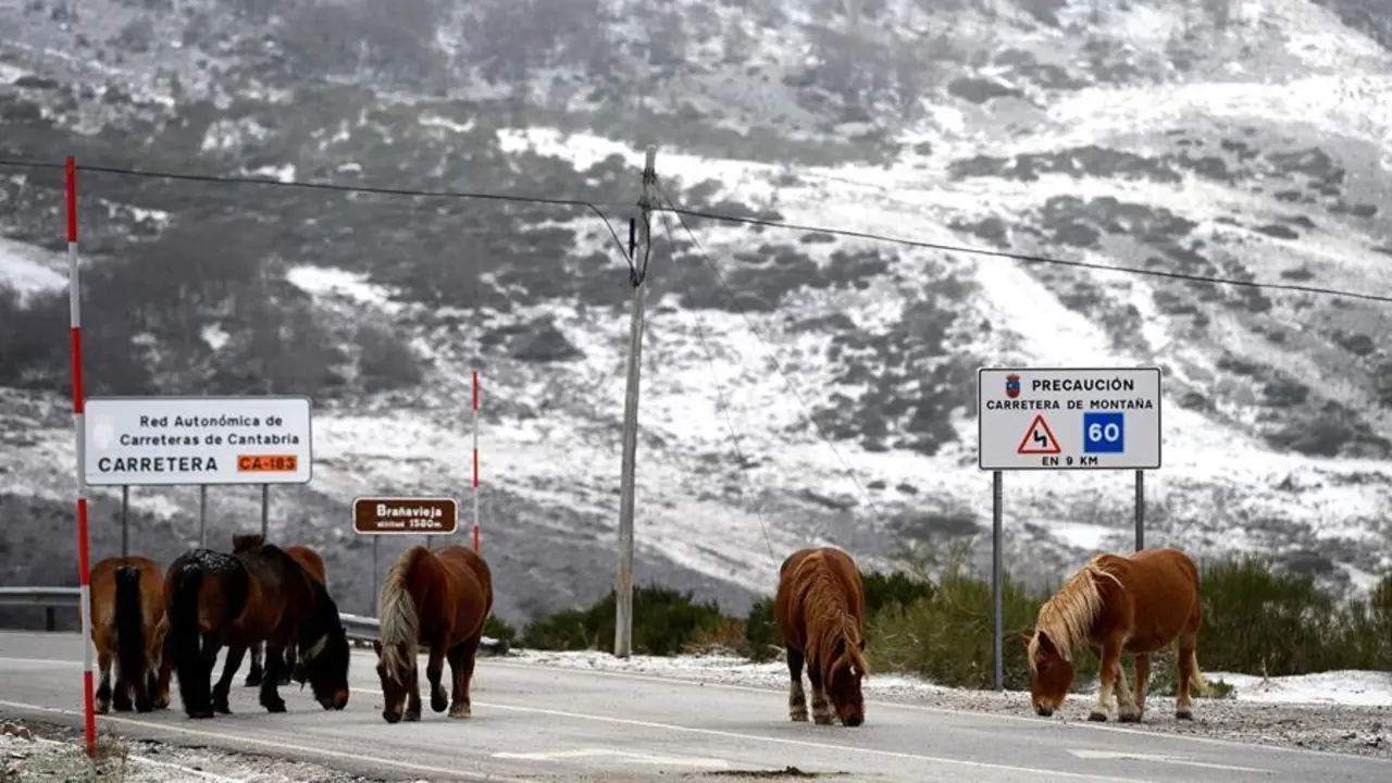 Varios caballos por la carretera de acceso a la localidad c&aacute;ntabra de Bra&ntilde;avieja, donde la Agencia Estatal de Meteorolog&iacute;a prev&eacute; una cota de nieve entre 1.400 y 1.600 metros bajando hasta 900 y 1.100 metros. EFE/Pedro Puente Hoyos