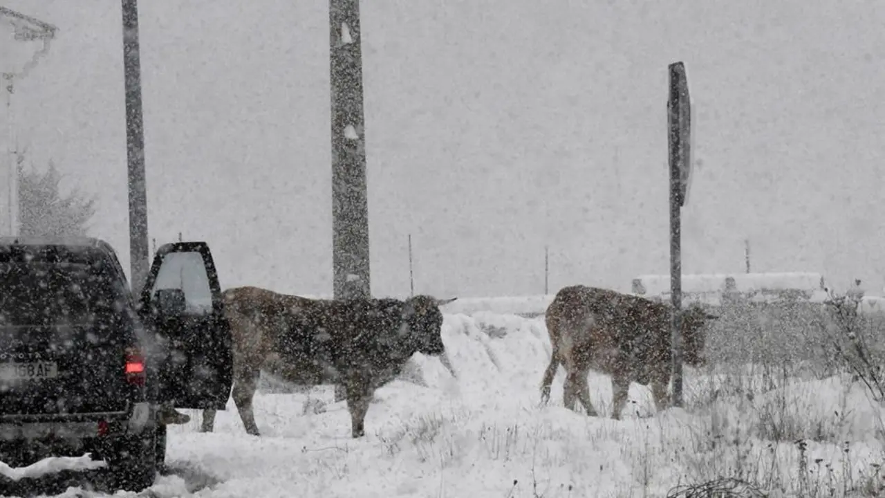 Unas vacas pastan entre la nieve este s&aacute;bado en el norte de la provincia de Le&oacute;n en una jornada marcada por el temporal y las bajas temperaturas. EFE/J.Casares