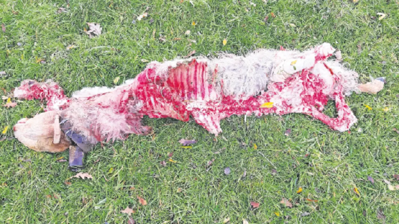 Oveja muerta en Santiba&ntilde;ez de Carrejo. / Saja