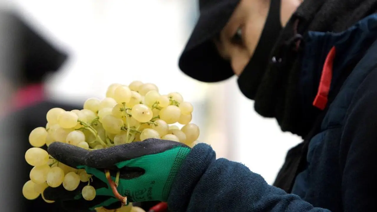 Una operaria trabaja en las labores de selecci&oacute;n y empaquetado de uvas de la D.O. Uva de Mesa del Vinalop&oacute; destinada a las campanadas de Fin de A&ntilde;o. EFE/Morell