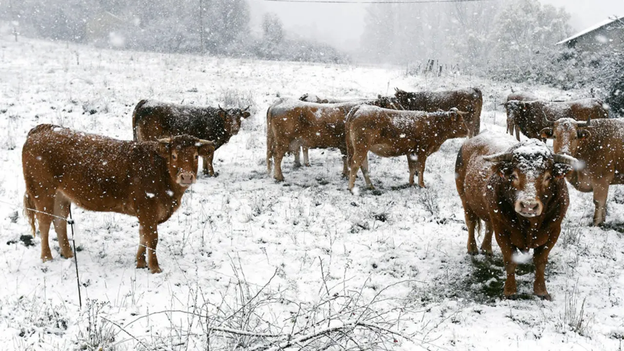 -FOTODELD&Iacute;A- GRAF8917. RIELLO (LE&Oacute;N), 14/11/2019.- Varias vacas bajo la nieve en el municipio leon&eacute;s de Riello, que contin&uacute;a cubierto este jueves, a causa del temporal que afecta al norte de la provincia castellanoleonesa. El temporal de nieve que en las &uacute;ltimas horas azota la Pen&iacute;nsula y est&aacute; dejando copiosas nevadas afecta ya la circulaci&oacute;n en la A-6, a su paso por la provincia de Le&oacute;n, y a tramos de 44 carreteras de la red secundaria en ocho provincias y ha provocado el cierre de tres puertos de monta&ntilde;a en Cantabria y Navarra. EFE/J.Casares