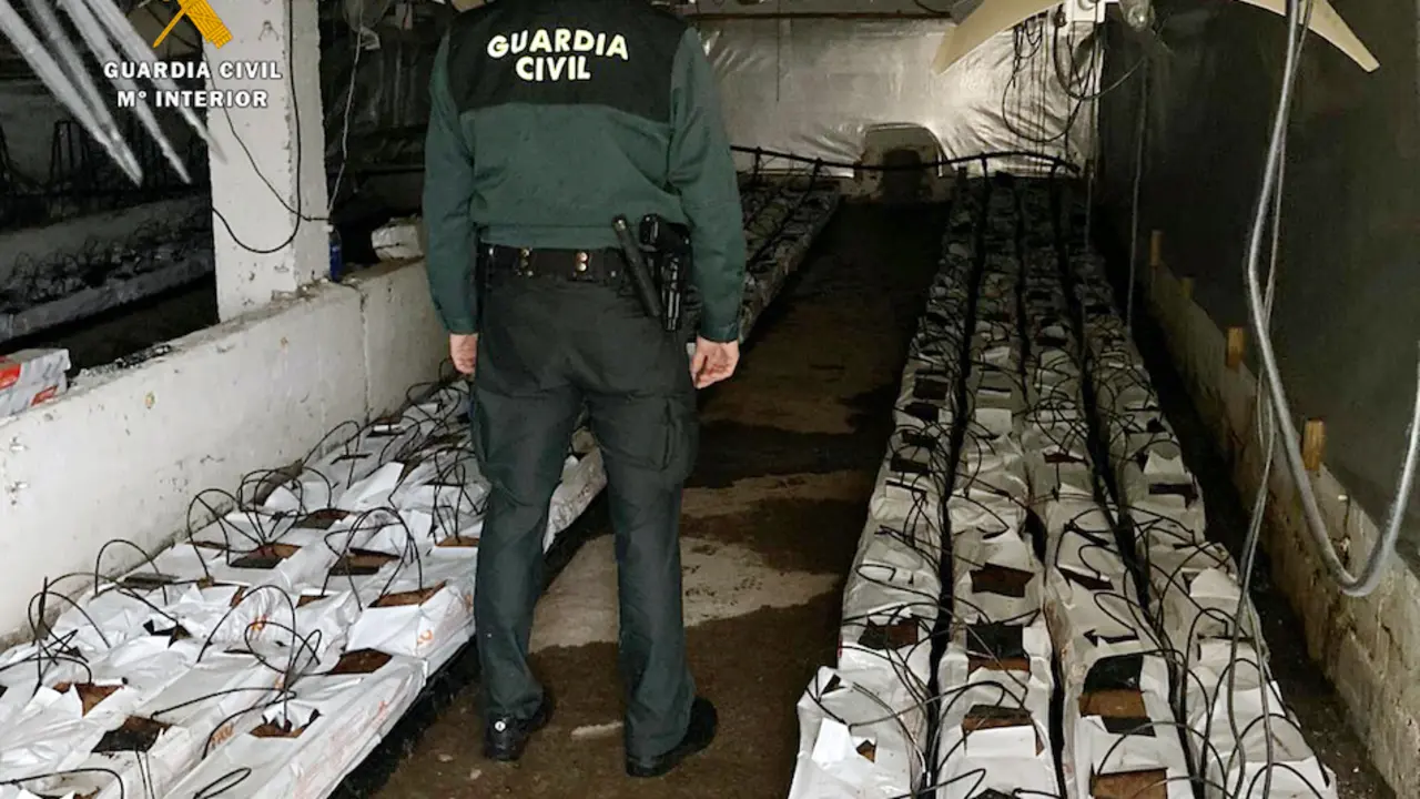 Instalaci&oacute;n de una plantaci&oacute;n de marihuana. / OPC