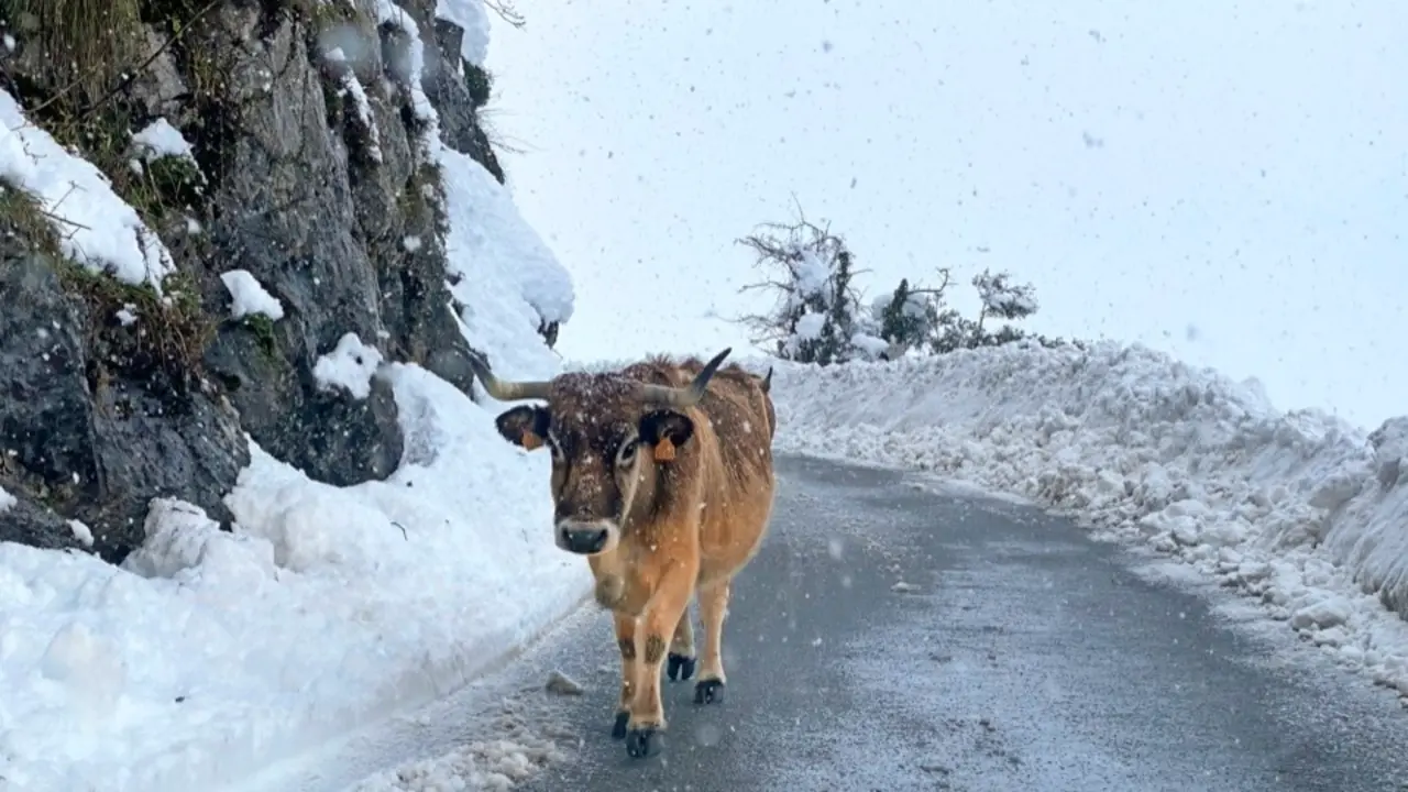 Una vaca en la carretera en el Alto del As&oacute;n en el d&iacute;a de ayer. / ruiz garmendia