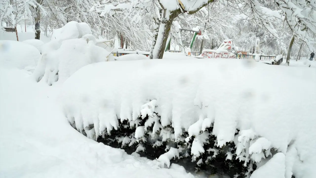 &Aacute;rboles cubiertos de nieve