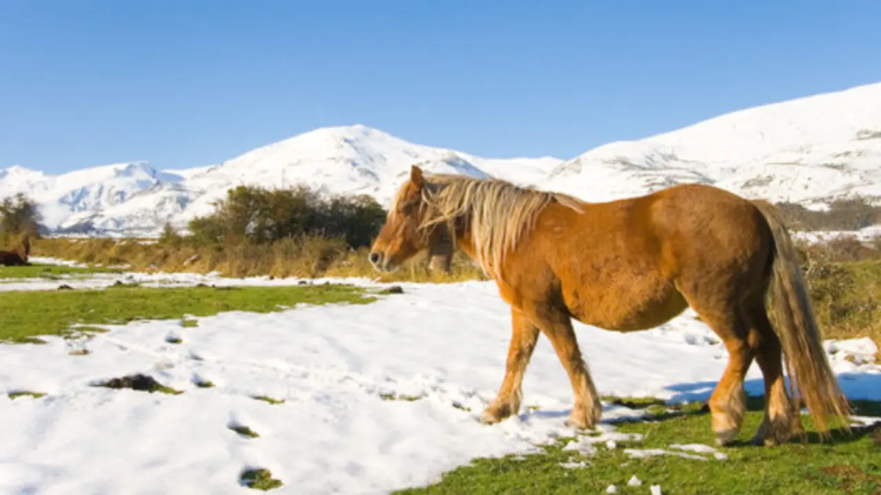 Un caballo en la localidad de Reinosa en Campoo.