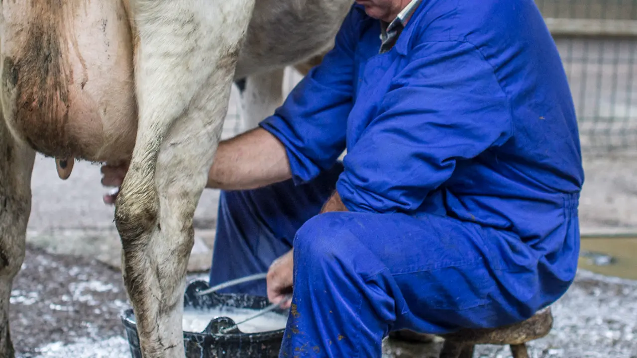 Un ganadero orde&ntilde;a a una vaca en el Ferial de Torrelavega. / ALERTA